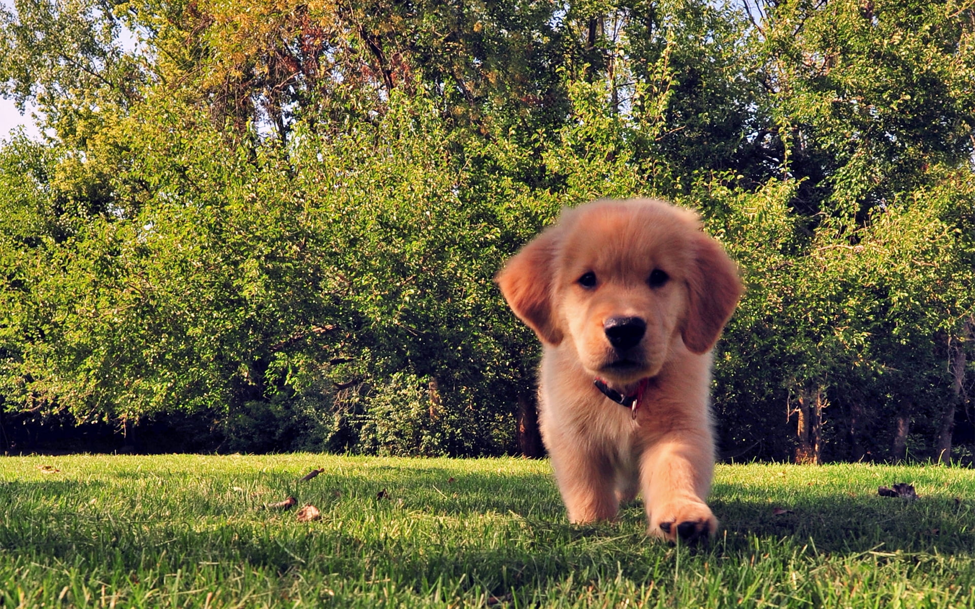 Golden Retriever Puppy Wallpaper Hd - HD Wallpaper 