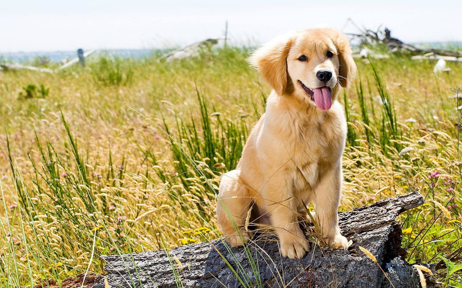 Golden Retriever Puppies Wallpaper Desktop Background - Golden Retriever Puppy Desktop Background - HD Wallpaper 