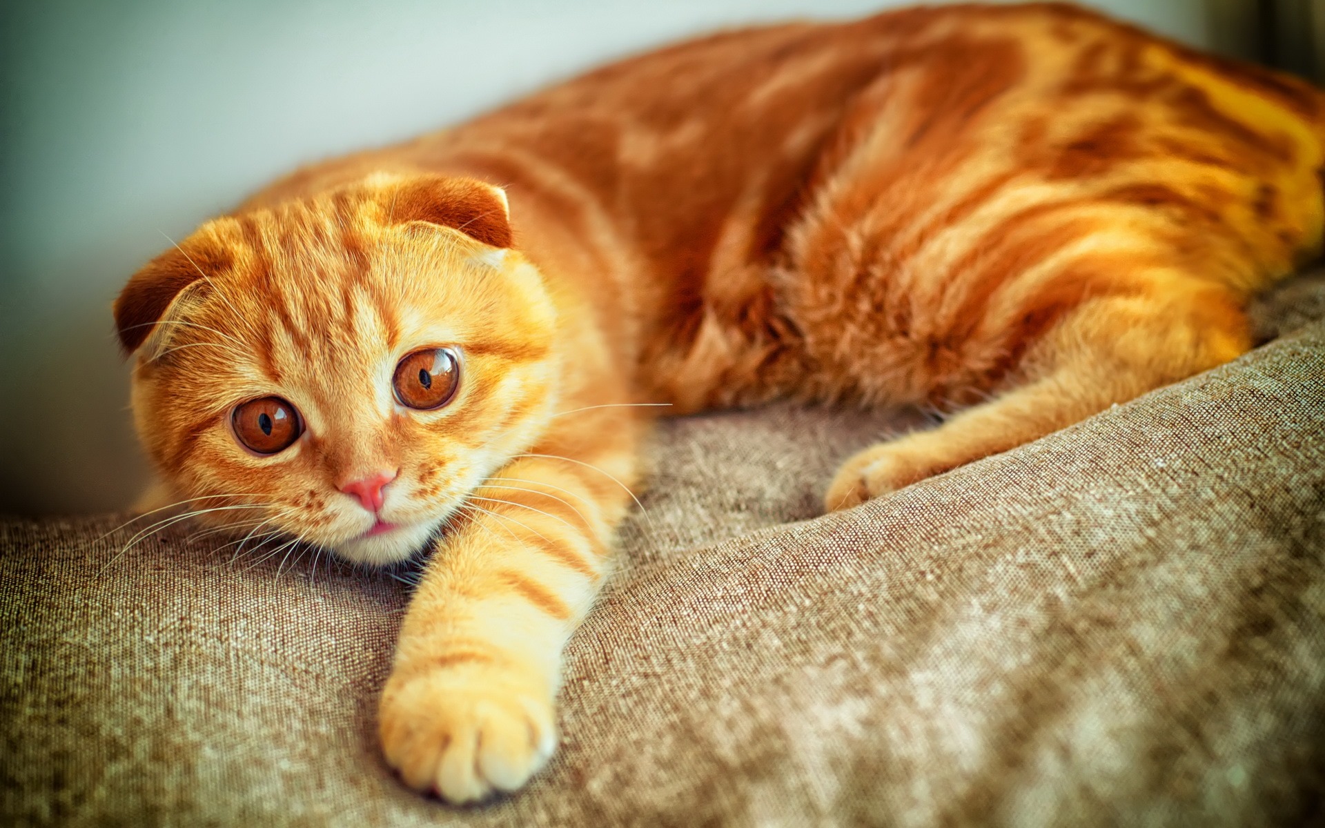 Cute Pets, Scottish Fold Cat Hd Wallpapers - Scottish Fold Yellow - 1920x1200 Wallpaper Cute Pets, Scottish Fold Cat Hd Wallpapers - Scottish Fold Yellow - 1920x1200 Wallpaper
