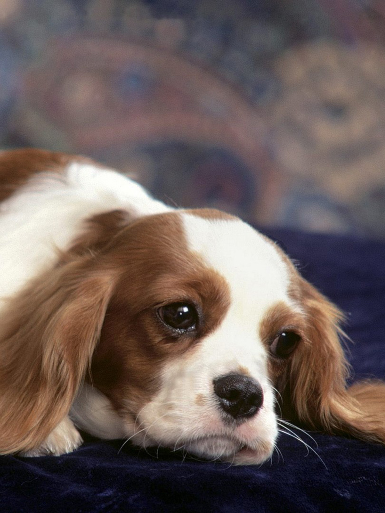 Puppy Wallpapers For Phone - Cute Dog Mobile Wallpaper Hd - 768x1024 Wallpaper Puppy Wallpapers For Phone - Cute Dog Mobile Wallpaper Hd - 768x1024 Wallpaper