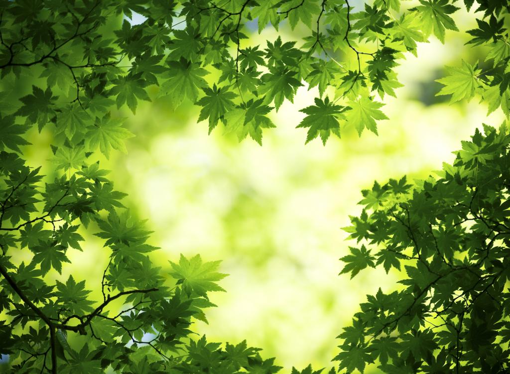Green Nature Wallpaper Asus - HD Wallpaper 