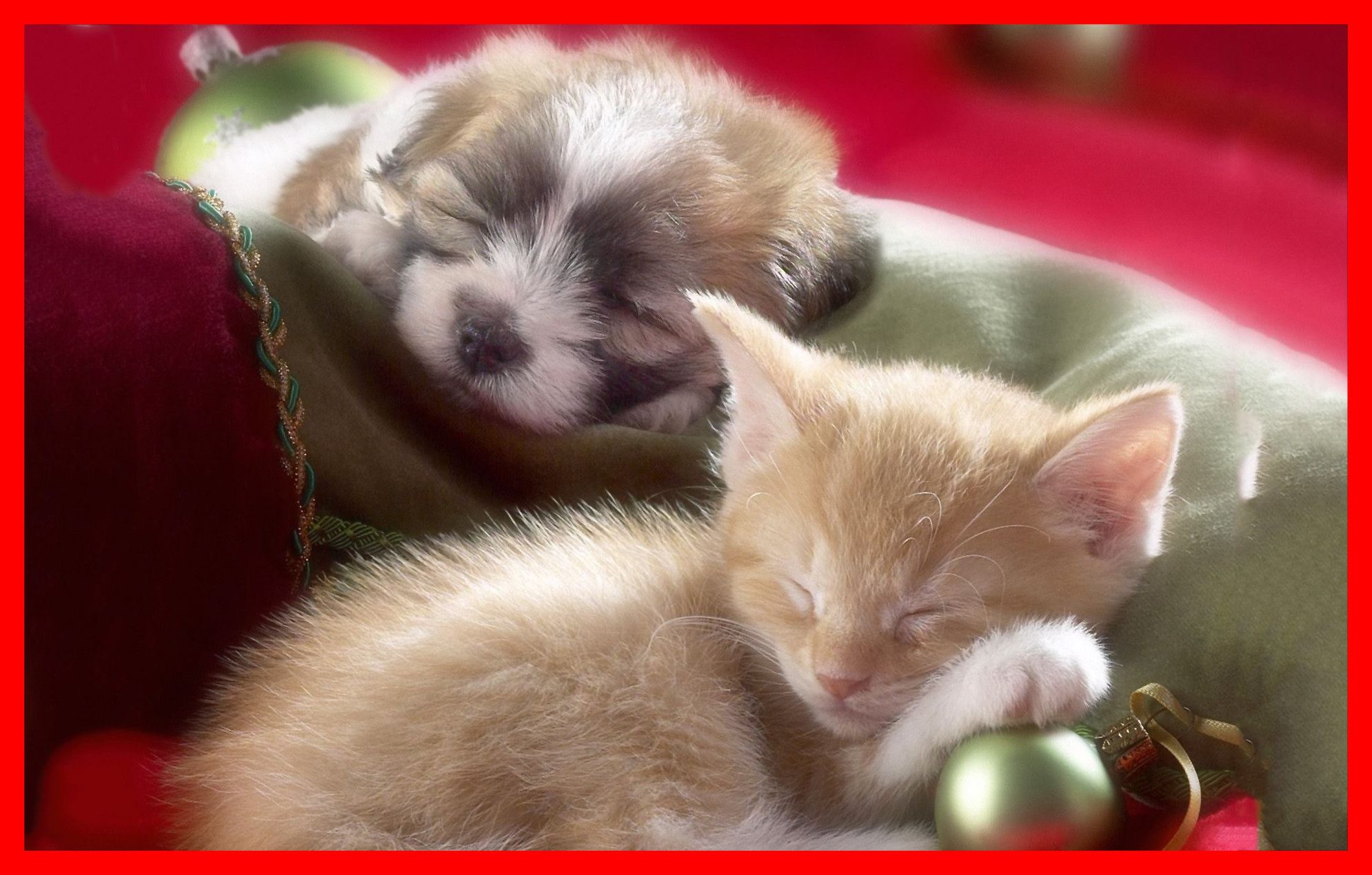 Fascinating Cute Kittens And Puppies Wallpaper Pets - Christmas Theme Wallpaper With Animals - HD Wallpaper 