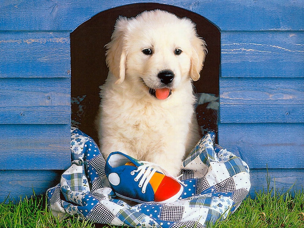 Golden Retriever Cute Puppy - HD Wallpaper 