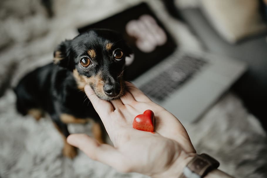 Small Treat For A Cute Dog, Pet, Animal, Puppy, Hand, - Dog - HD Wallpaper 