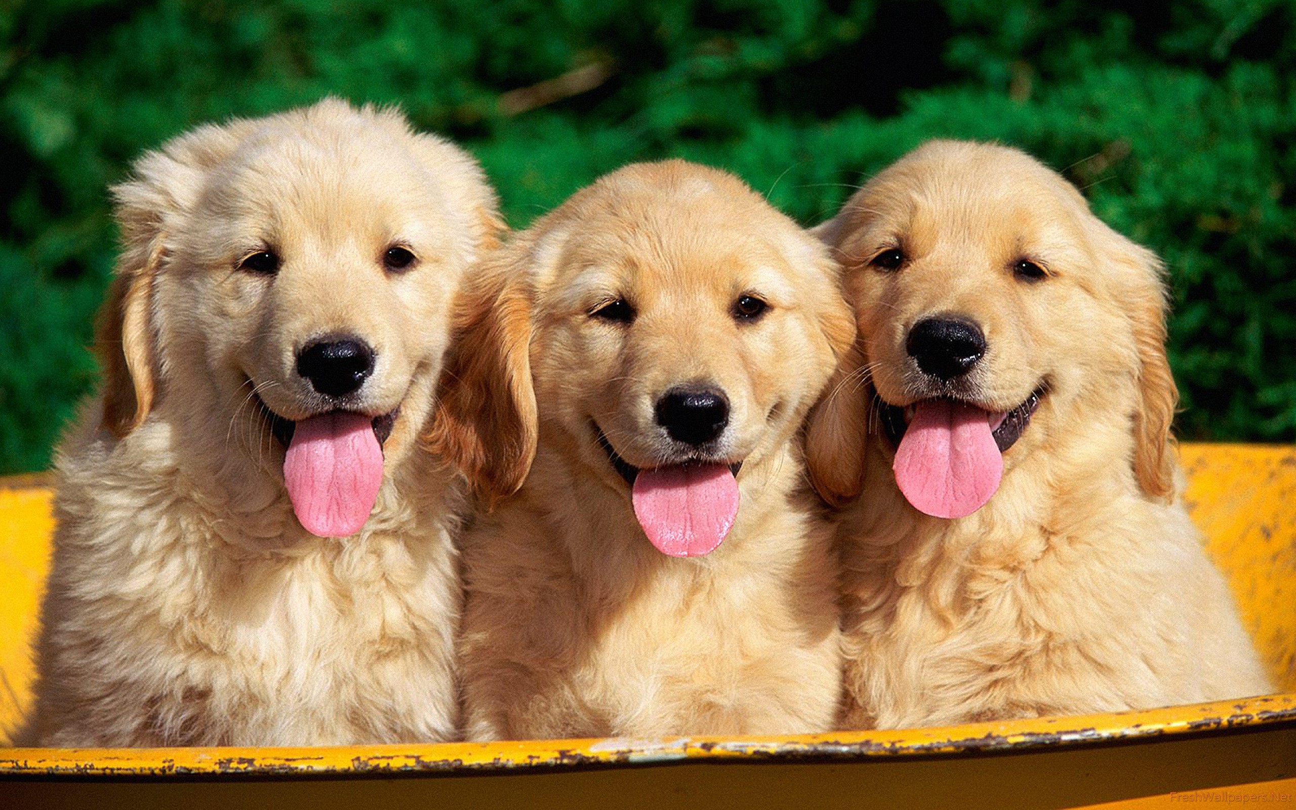 Hd Wallpaper Golden Retriever Puppies - HD Wallpaper 