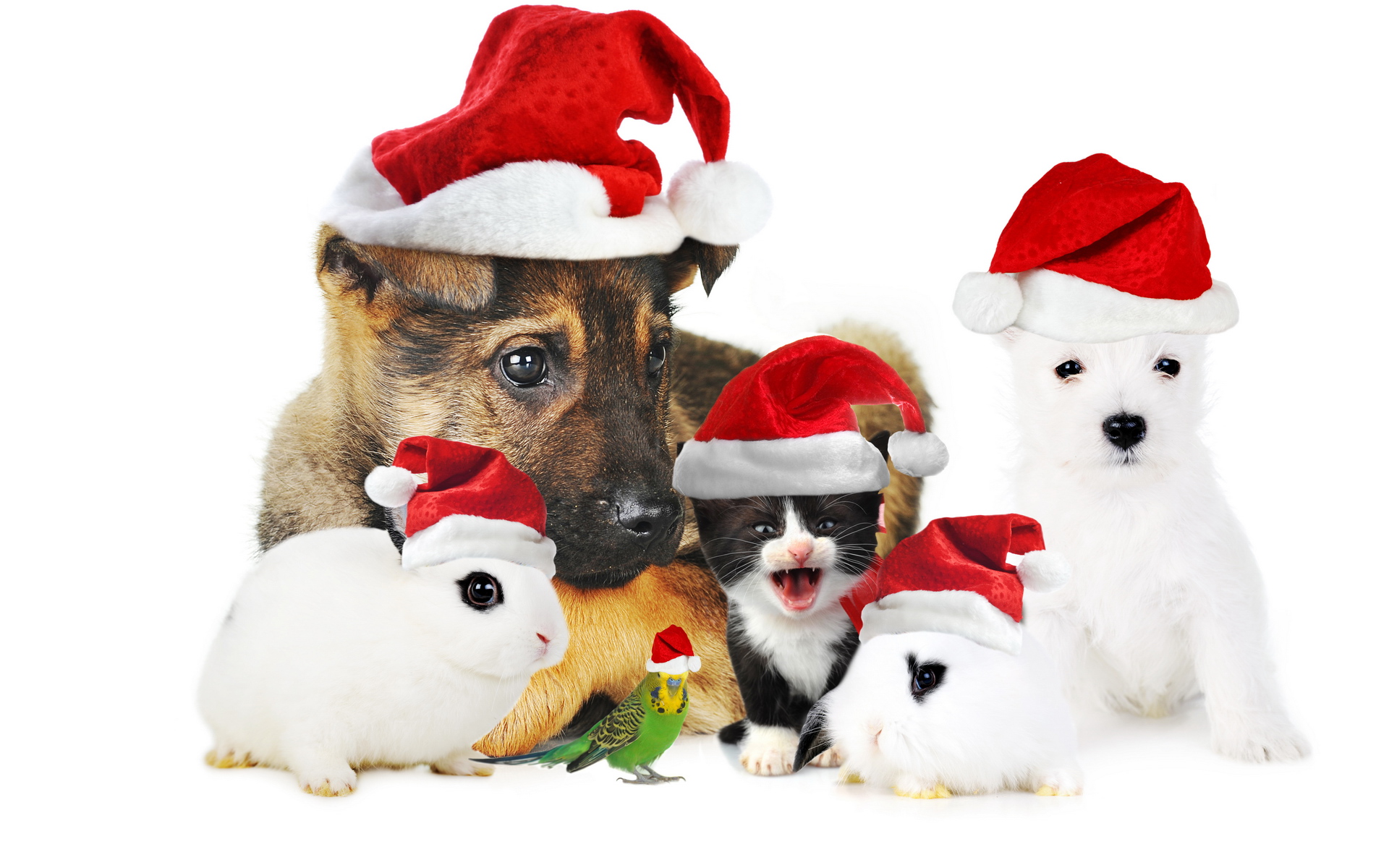 Dogs And Cats Christmas - HD Wallpaper 