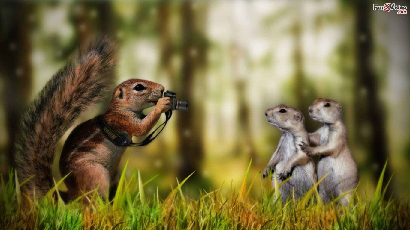 Comedy Wallpapers Hd - Funny Animal Wallpaper Hd - 1366x768 Wallpaper - Comedy Wallpapers Hd - Funny Animal Wallpaper Hd - 1366x768 Wallpaper -