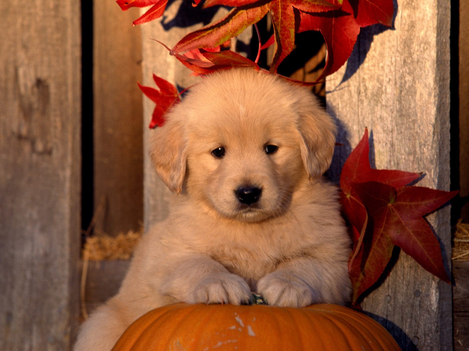 Autumn Golden Retriever Puppy Wallpaper - Golden Retriever Puppy Wallpaper Hd - HD Wallpaper 