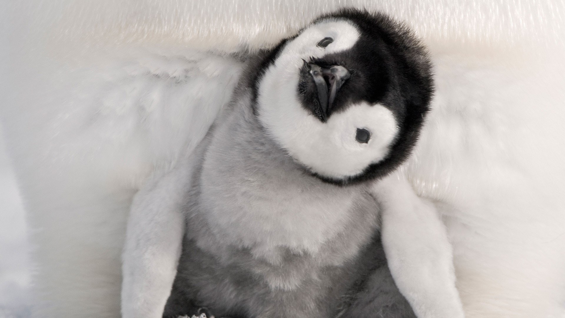 Hd Wallpaper - Fluffy Images Of Penguins - HD Wallpaper 