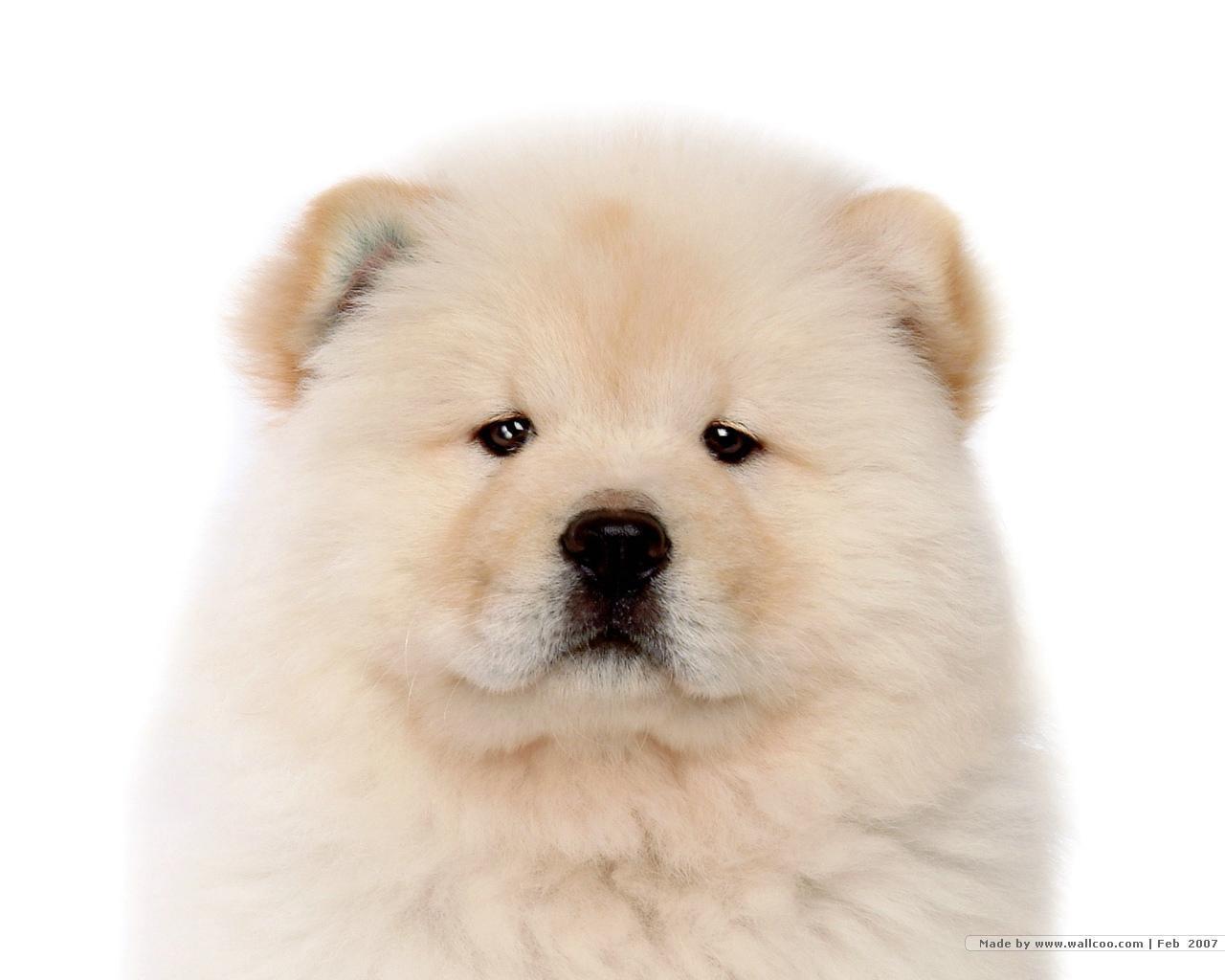 Chow Chow Puppy Wallpaper - Chow Chow Dog - HD Wallpaper 