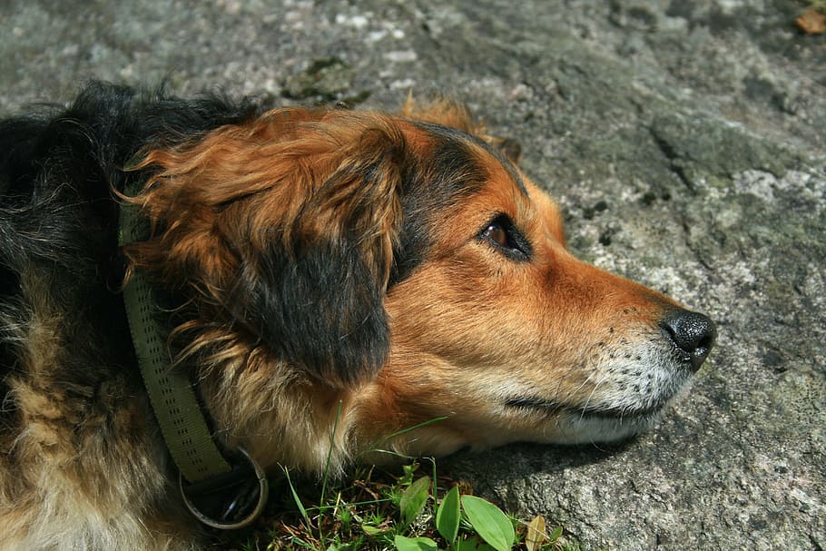 Dog, Mammal, Cute, Pet, One Animal, Canine, Domestic, - Companion Dog - HD Wallpaper 
