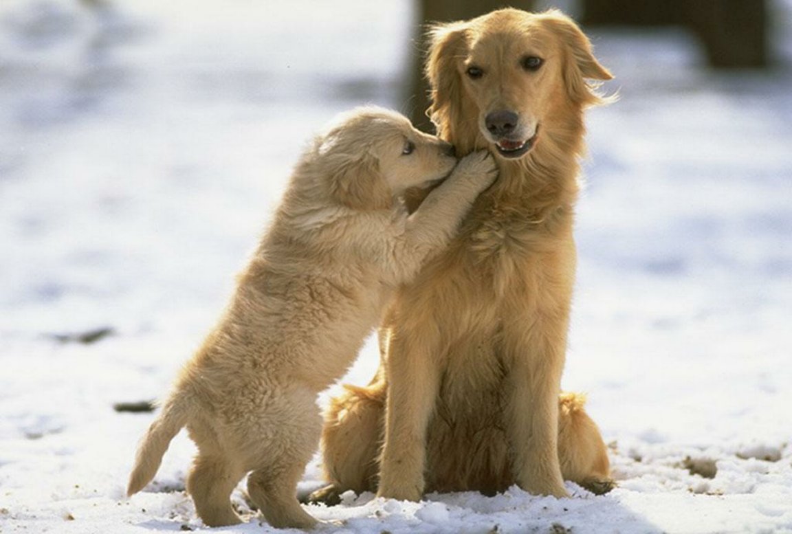 Golden Retriever With Puppy Wallpaper - Beautiful Golden Retriever Puppy - HD Wallpaper 