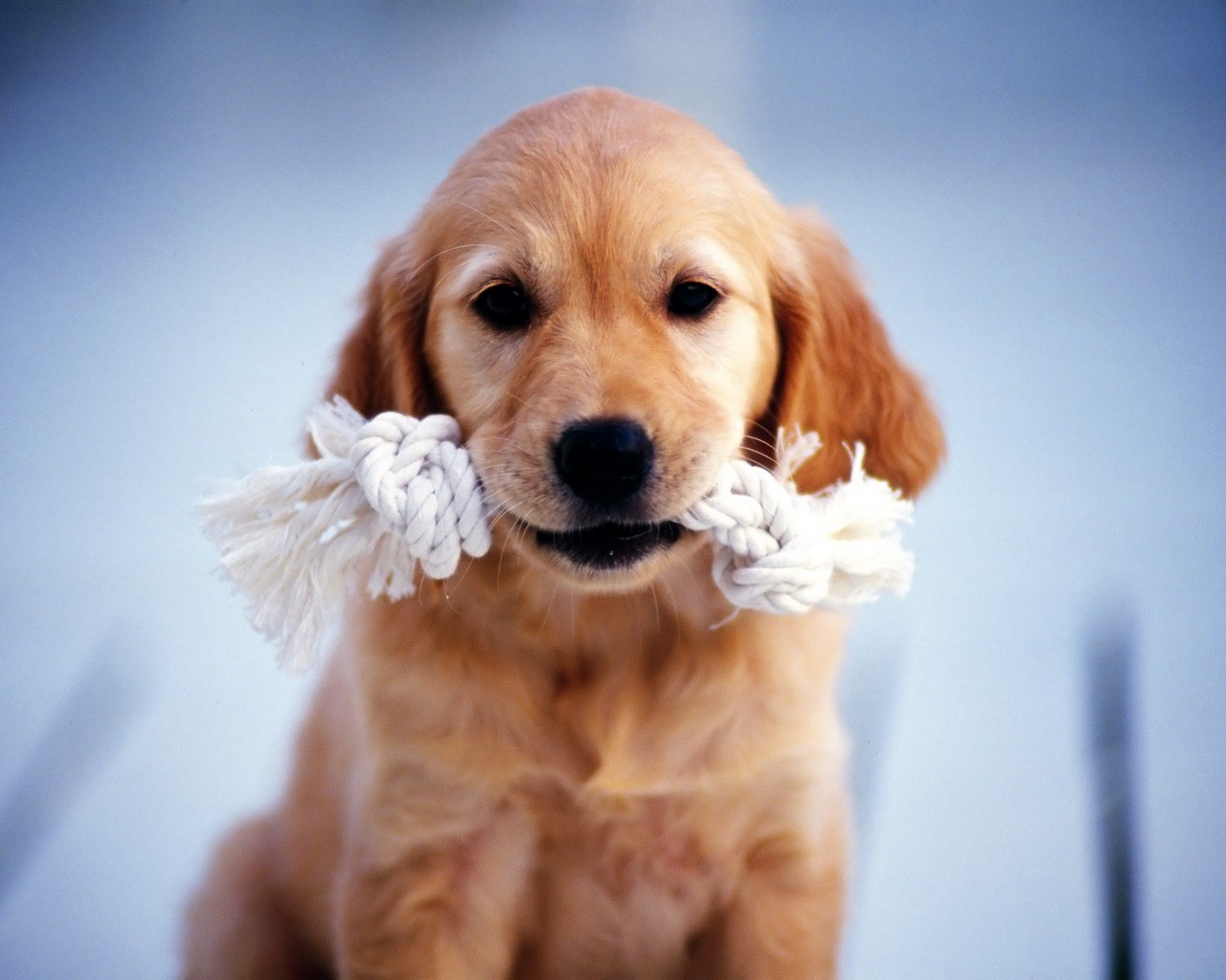 Golden Retriever Puppy - Cute Golden Retriever Hd - HD Wallpaper 