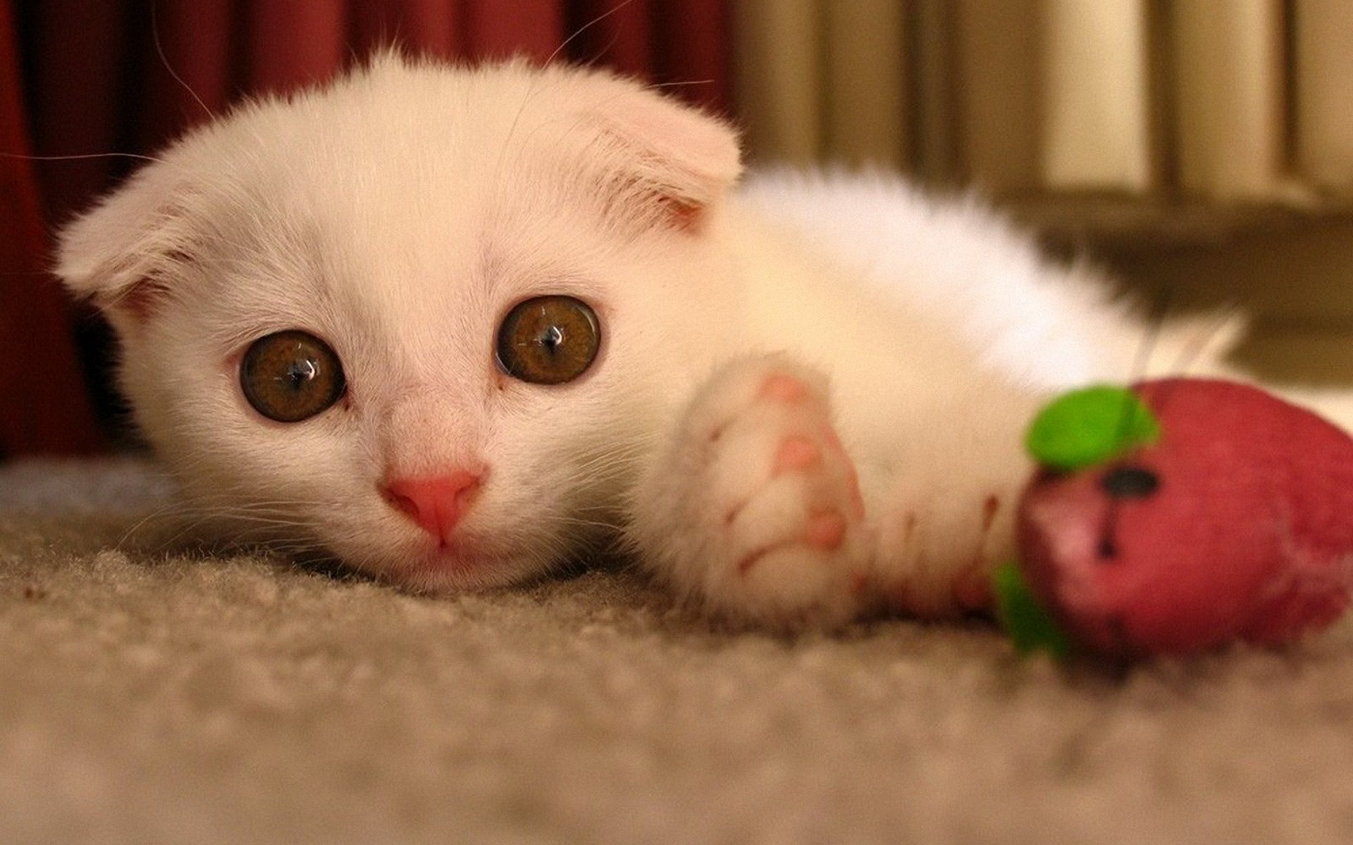 Cute Pets, Scottish Fold Cat Hd Wallpapers - Wallpaper - HD Wallpaper 