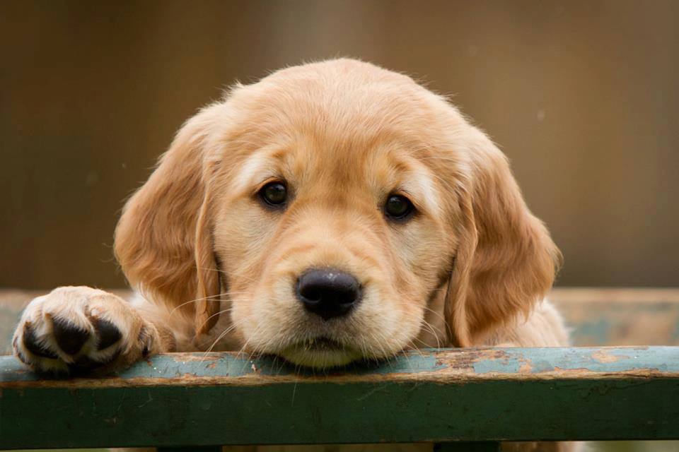 Golden Retriever Puppy - HD Wallpaper 