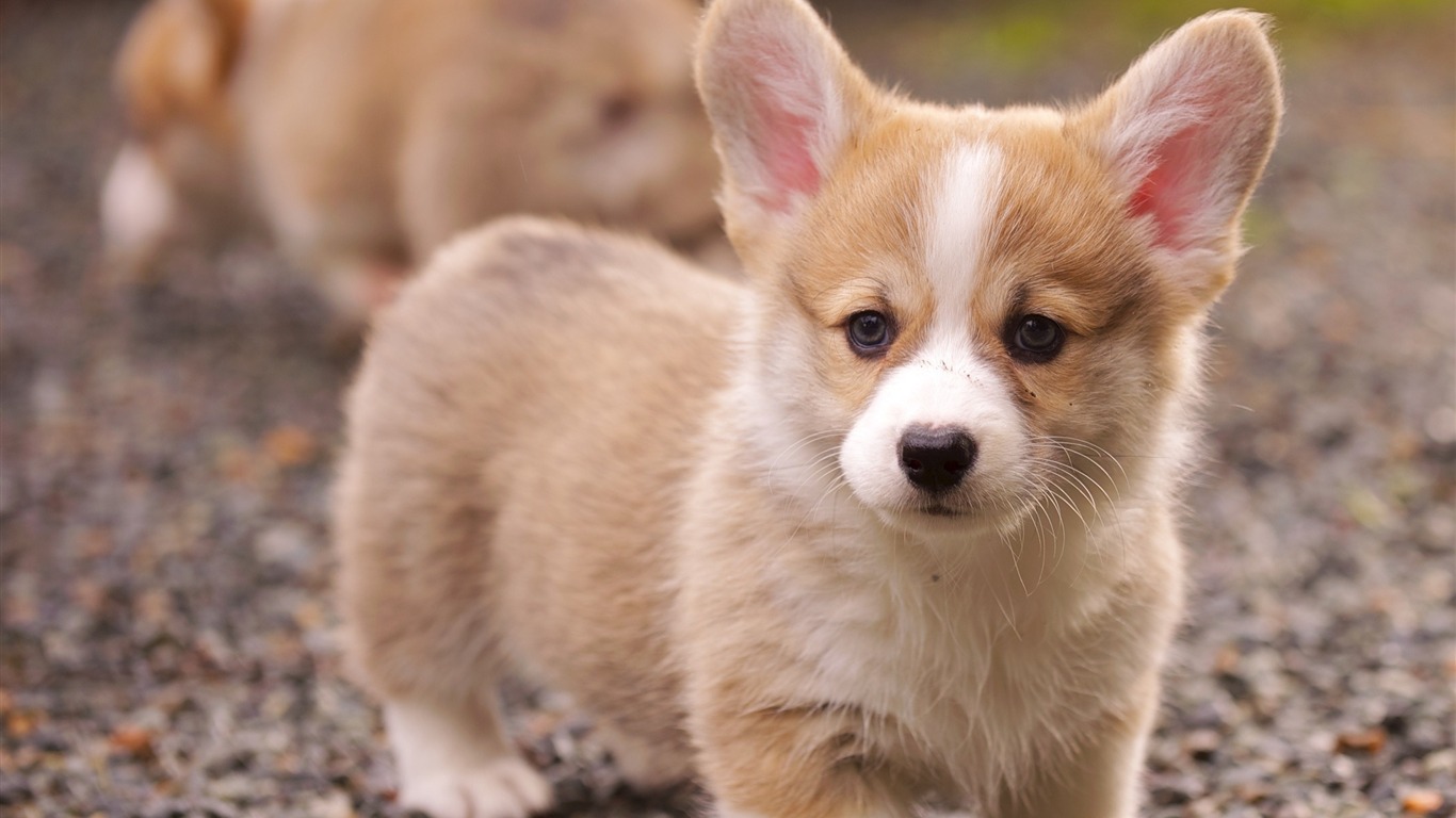 Cute Pet Dogs Corgi Photography Hd Wallpaper - Corgi Short Legged Dogs - HD Wallpaper 