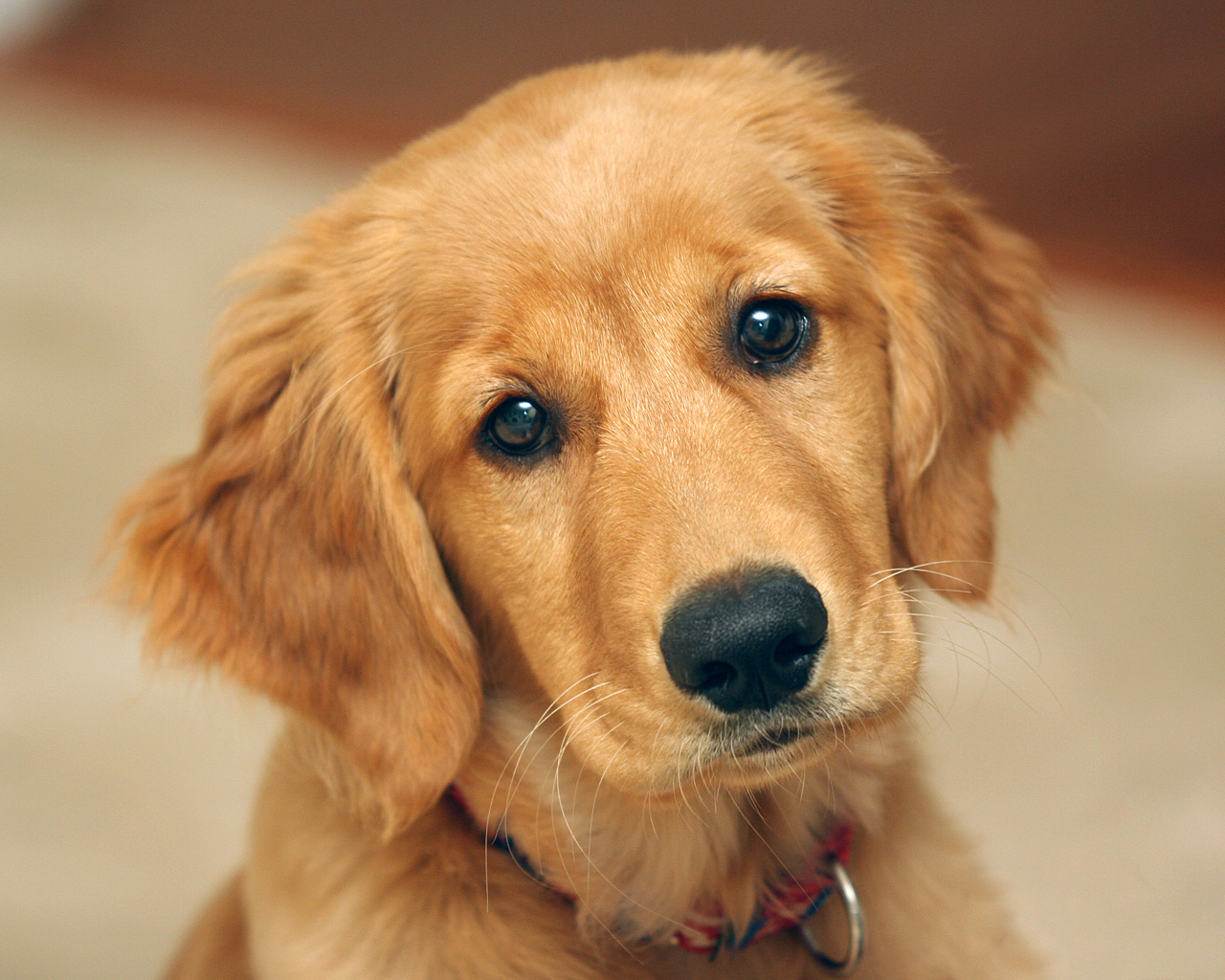 Golden Retriever Puppy Wallpapers - HD Wallpaper 