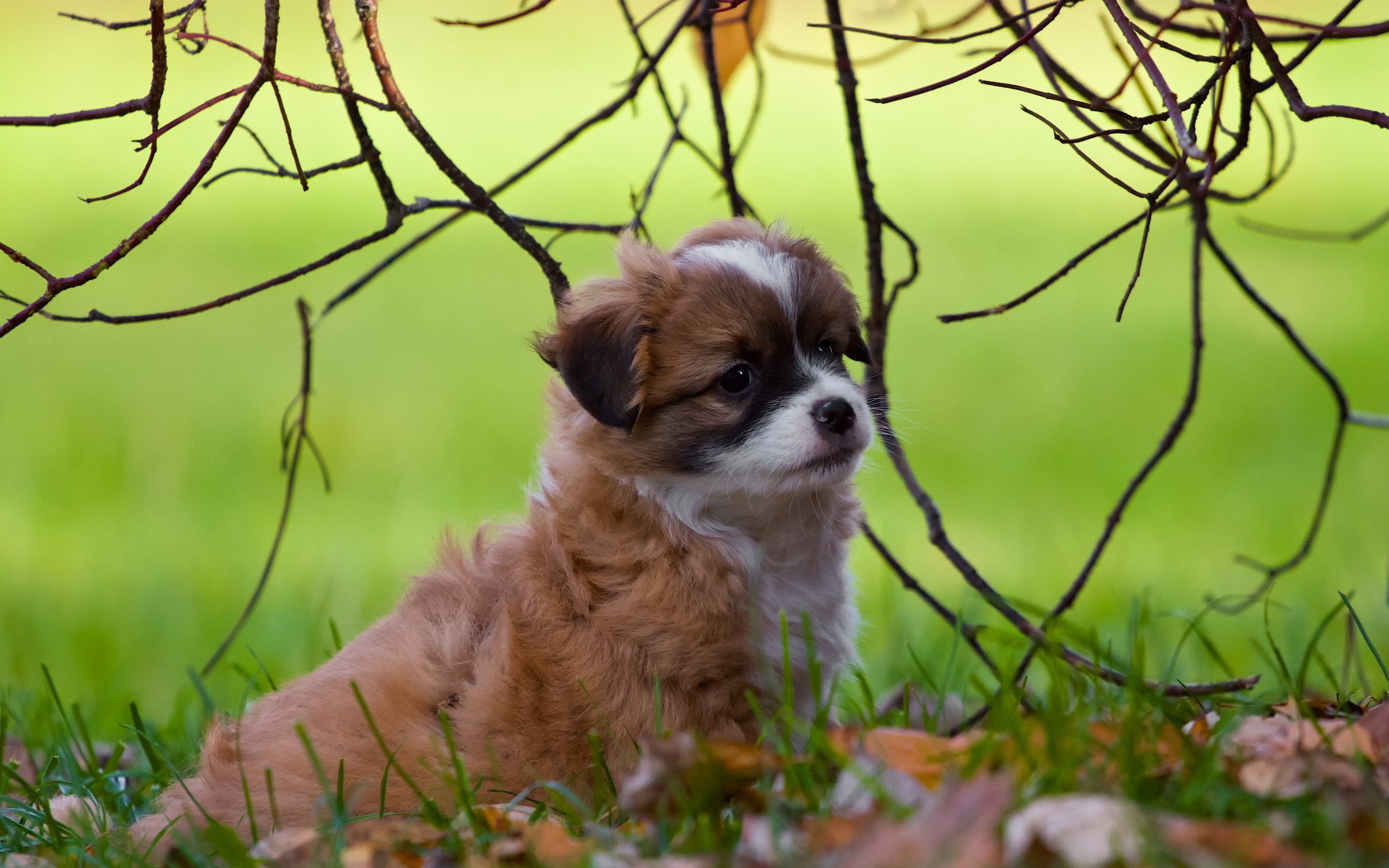 Wallpaper Cute Dog, Puppy, Green Background - Cute Dog Hd Background - HD Wallpaper 