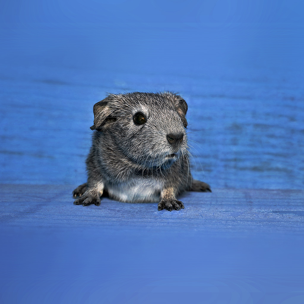 Guinea Pig - HD Wallpaper 