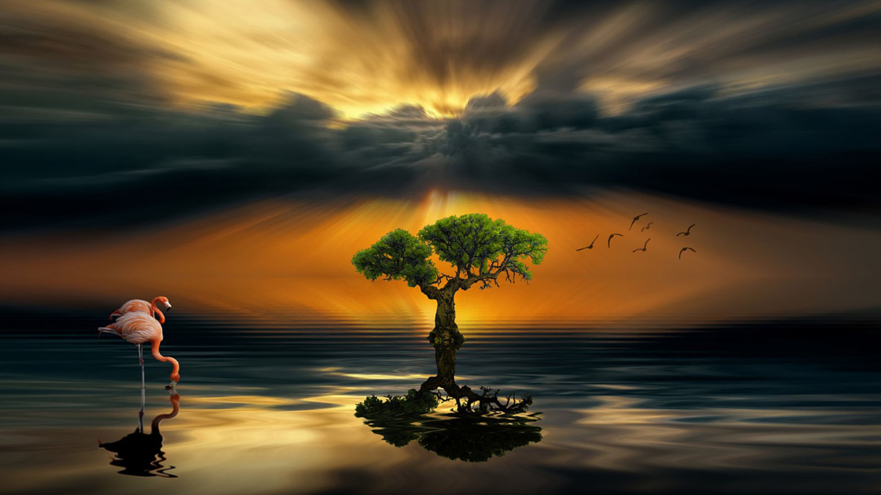 Alone Tree Sunset Hd - HD Wallpaper 