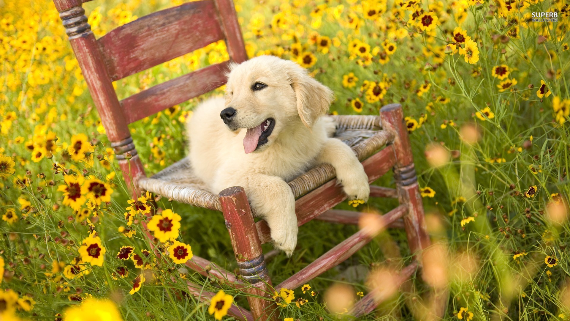 Pics Of A Golden Retriever Puppy Wallpaper - Dog In Yellow Flowers - HD Wallpaper 