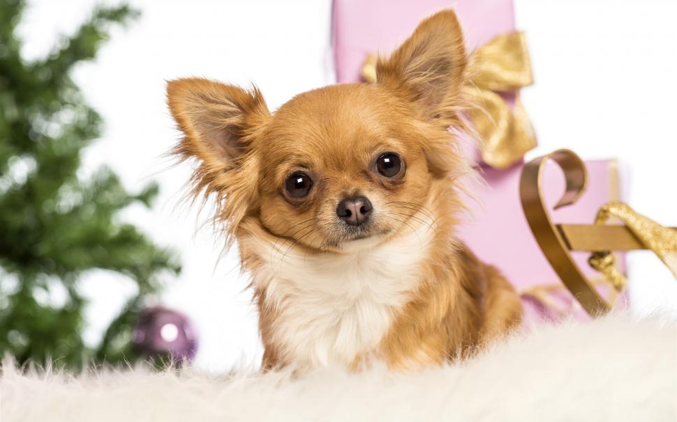 Cute Pets, Fox Dog Wallpaper,cute Hd Wallpaper,pets - Chihuahua 2018 Christmas - HD Wallpaper 