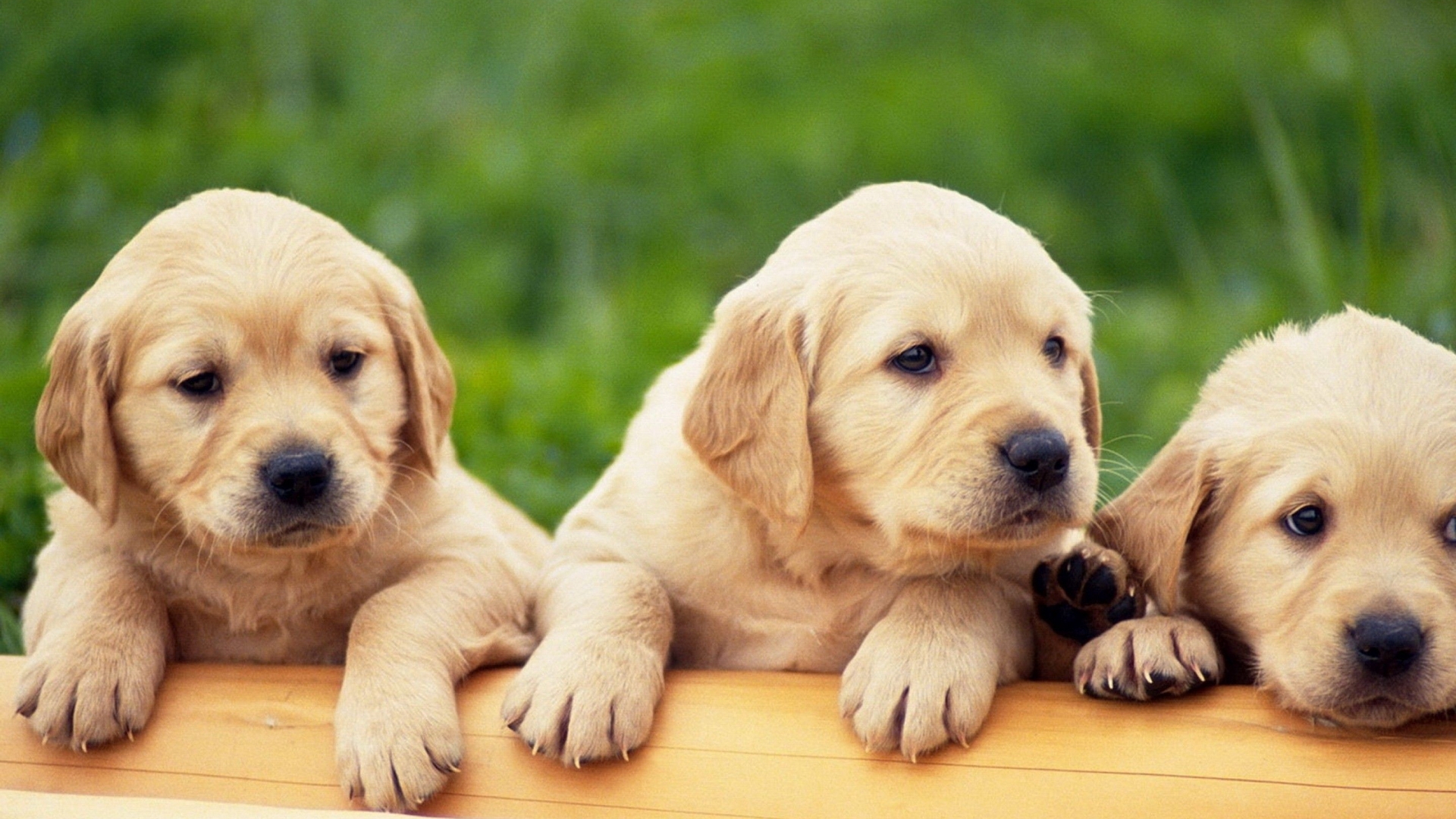 Golden Retriever Puppy Hd Wallpapers 1080p - HD Wallpaper 