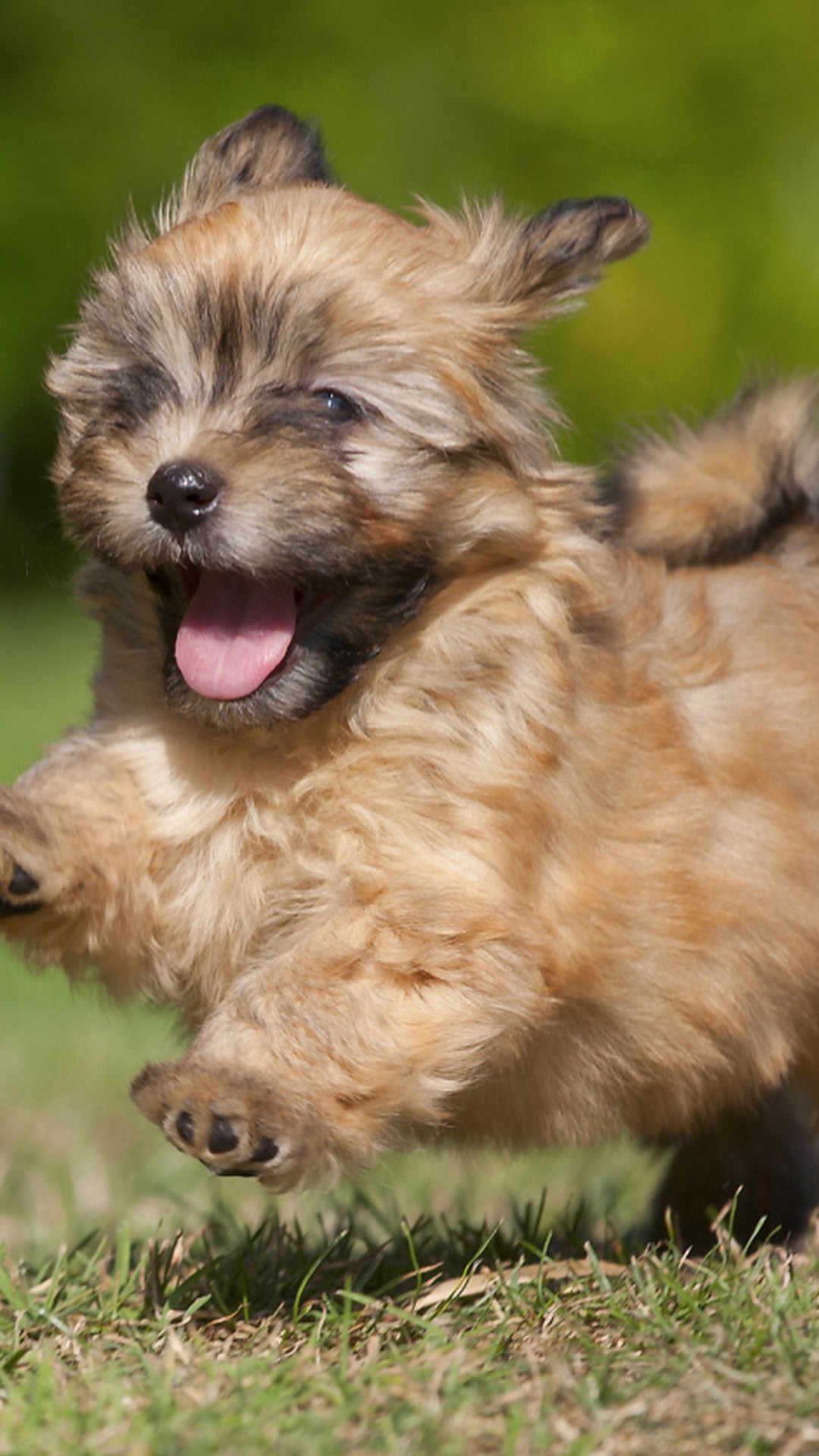 Cute Puppies Backgrounds For Android With Hd Resolution - Small Dog For Rehoming Uk - HD Wallpaper 