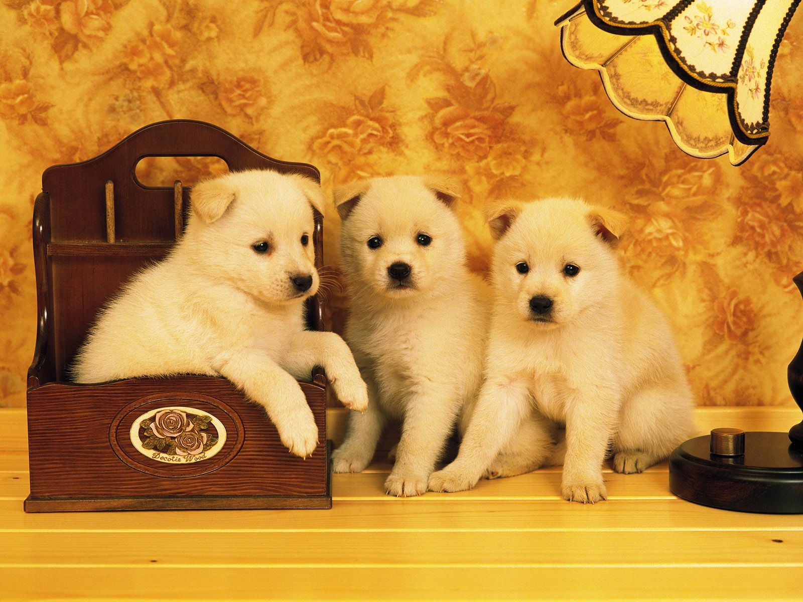 Pictures Of Pets - Wall Paper Pet Animals - 1600x1200 Wallpaper 