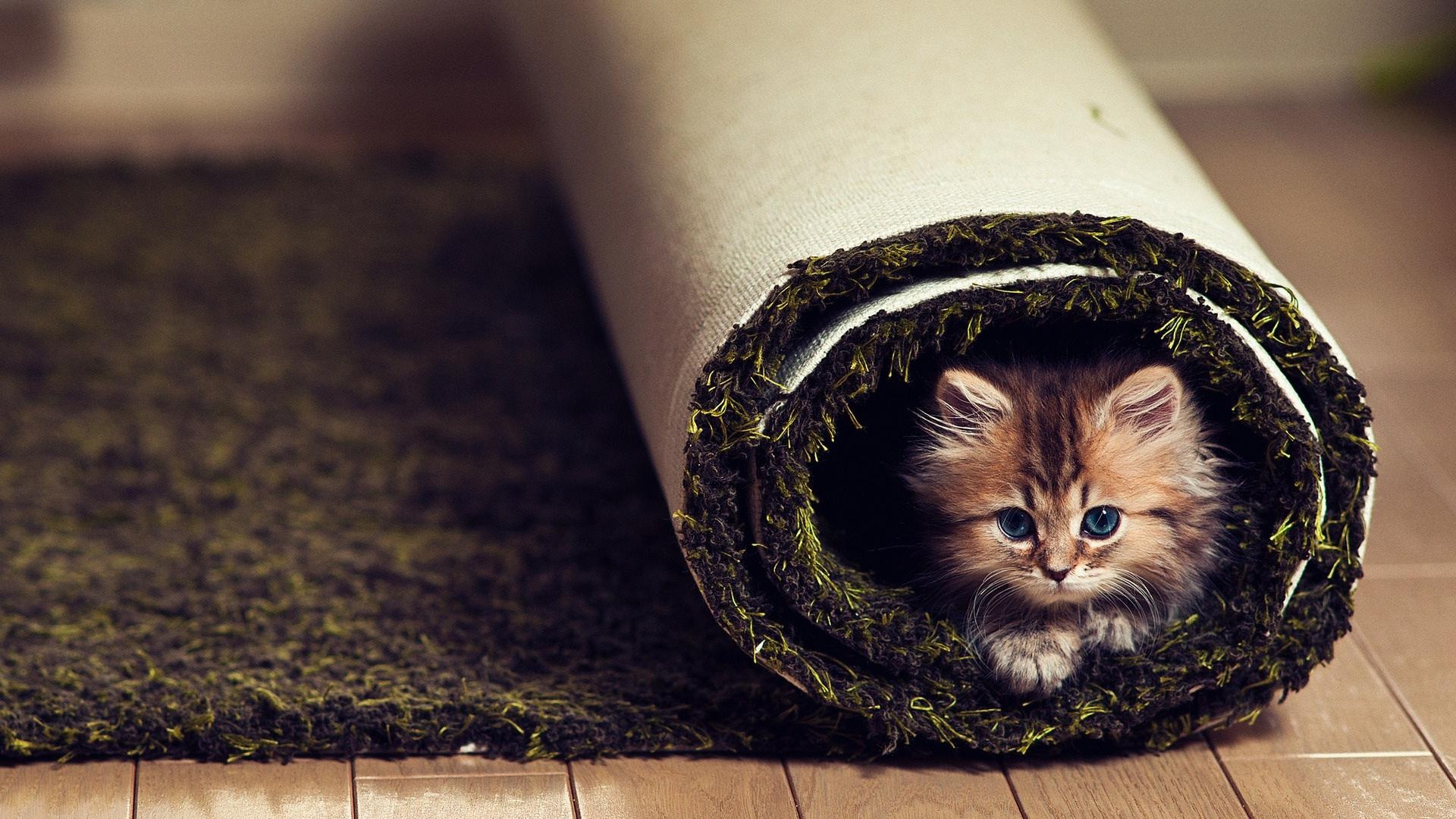 Cat In Carpet Roll - HD Wallpaper 