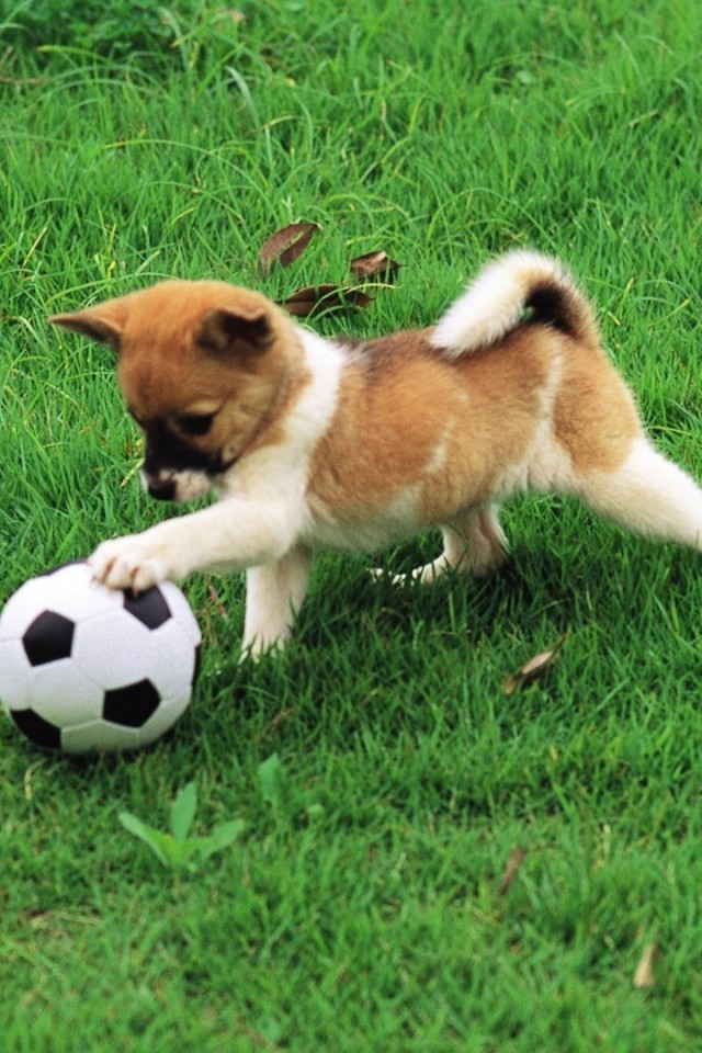 Cute Puppy Dog Pics Mobile - HD Wallpaper 