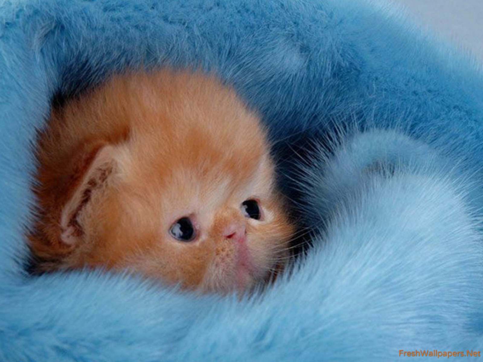 Fluffy Flat Faced Kittens - HD Wallpaper 
