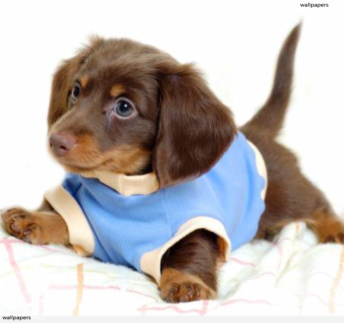 Cute Miniature Dachshund - 1367x1283 Wallpaper - teahub.io
