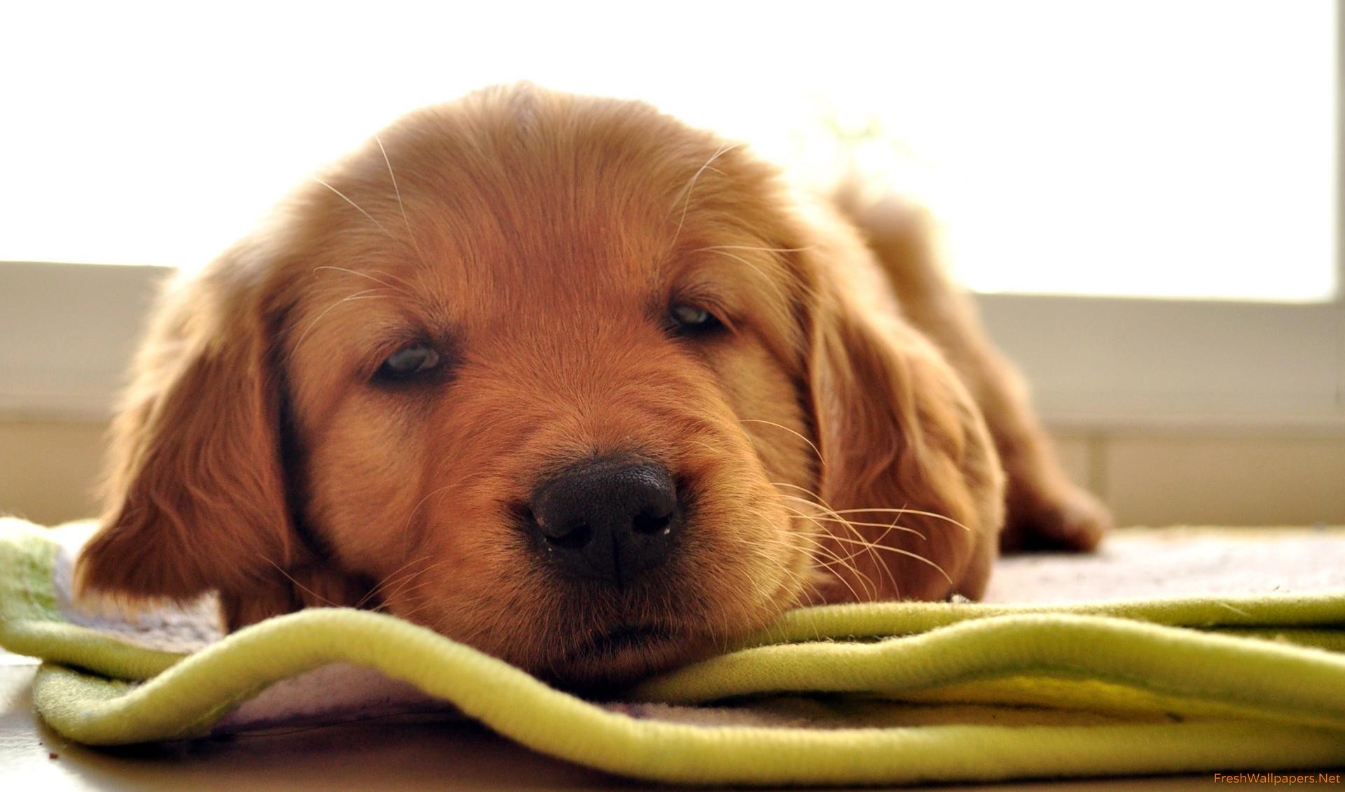 Sleepy Golden Retriever Puppy - HD Wallpaper 