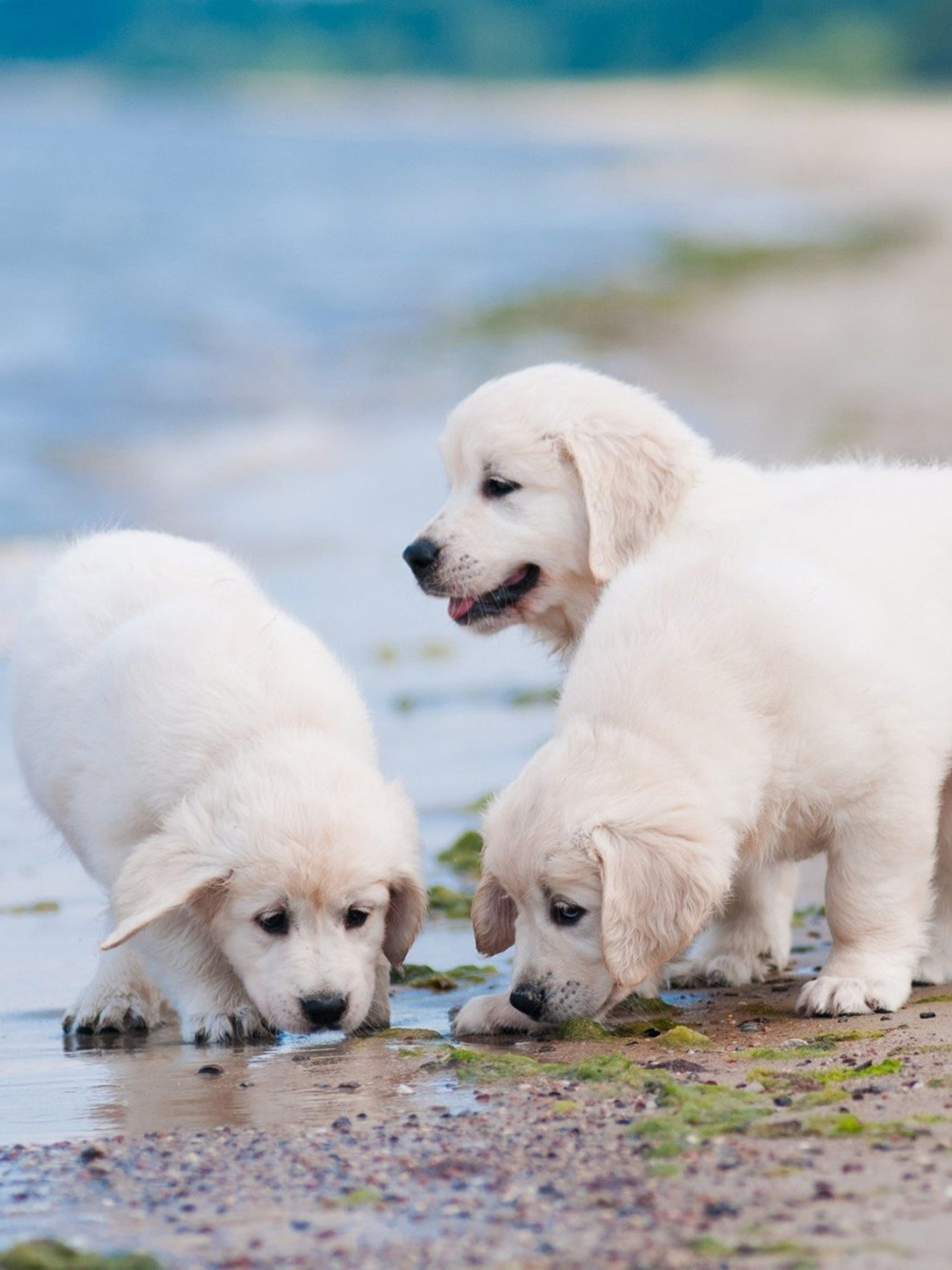Puppy Wallpaper Images Of Dogs - HD Wallpaper 