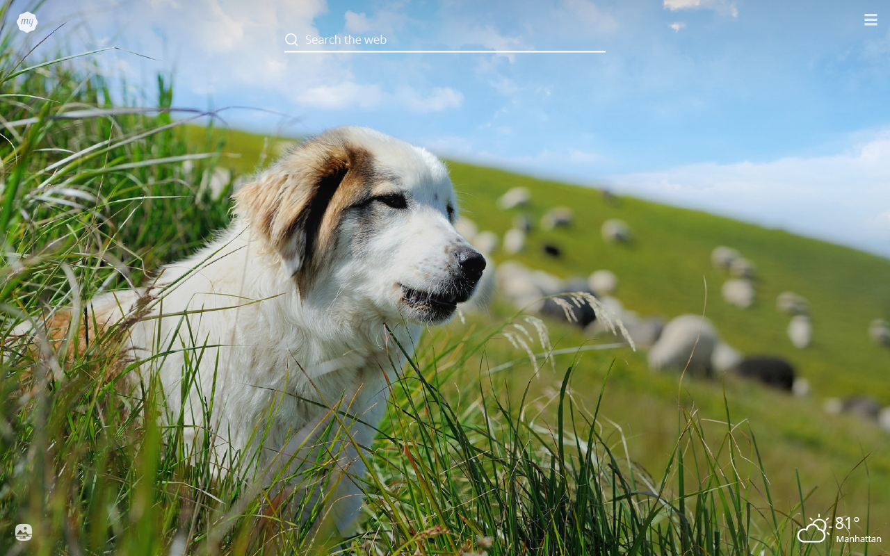 Herding Dog - HD Wallpaper 