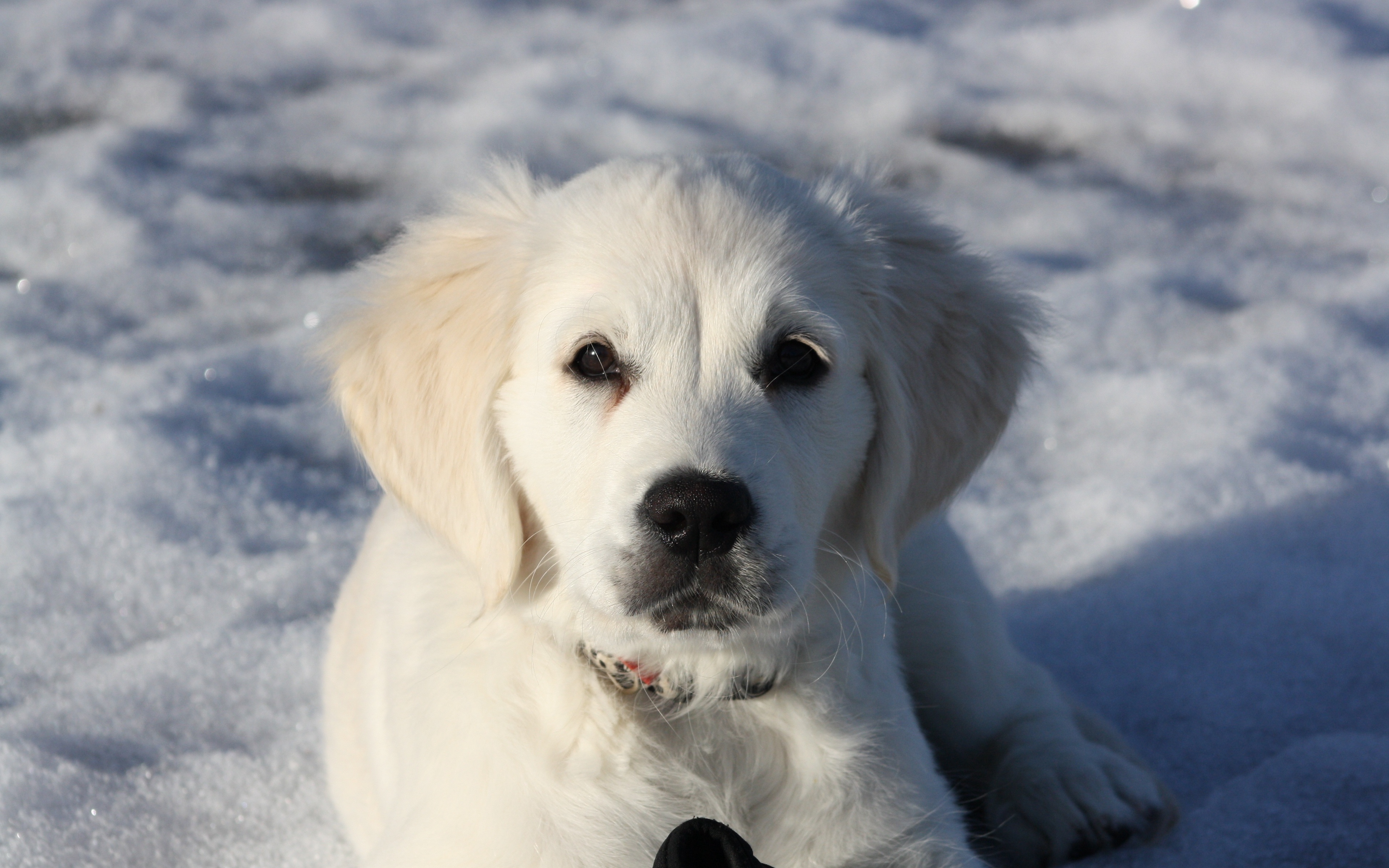 Wallpaper Golden Retriever, Puppy, White, Snow, Winter - HD Wallpaper 