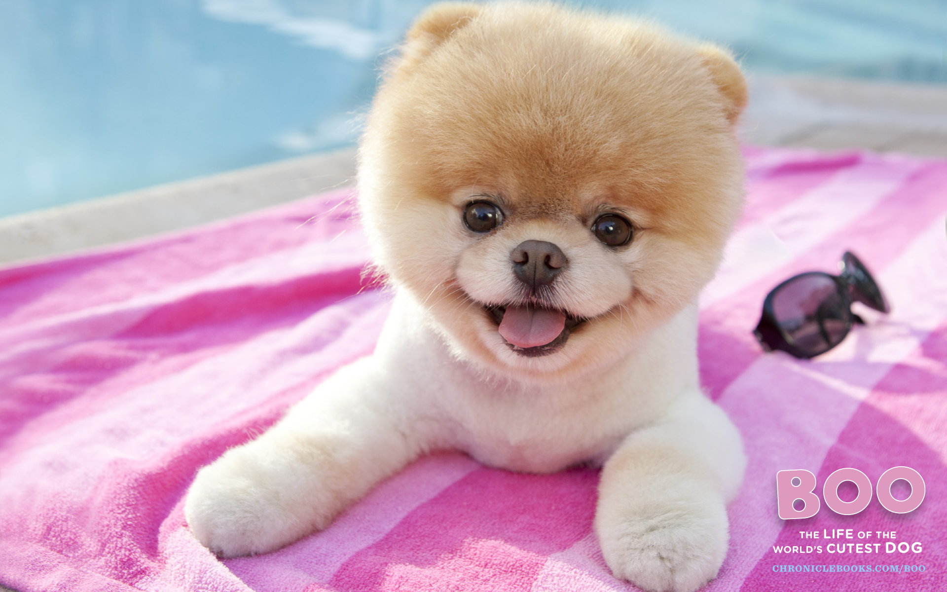 Pomeranian Puppy Wallpapers Mobile Compatible - Boo The Dog - HD Wallpaper 