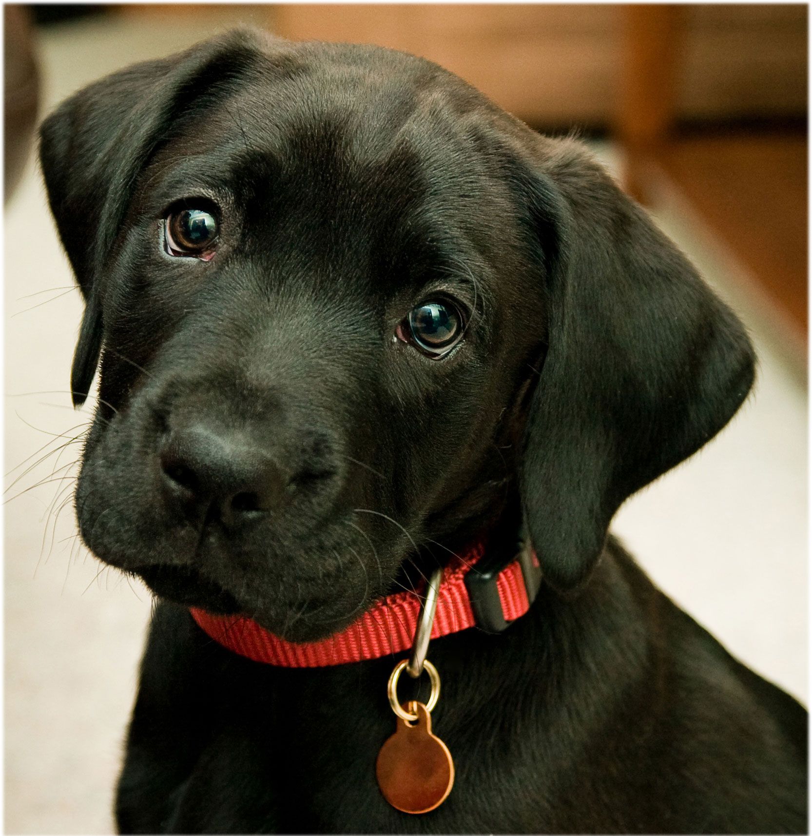 Black Lab Puppy For Widescreen And Wallpaper Full Hd - Cute Labrador