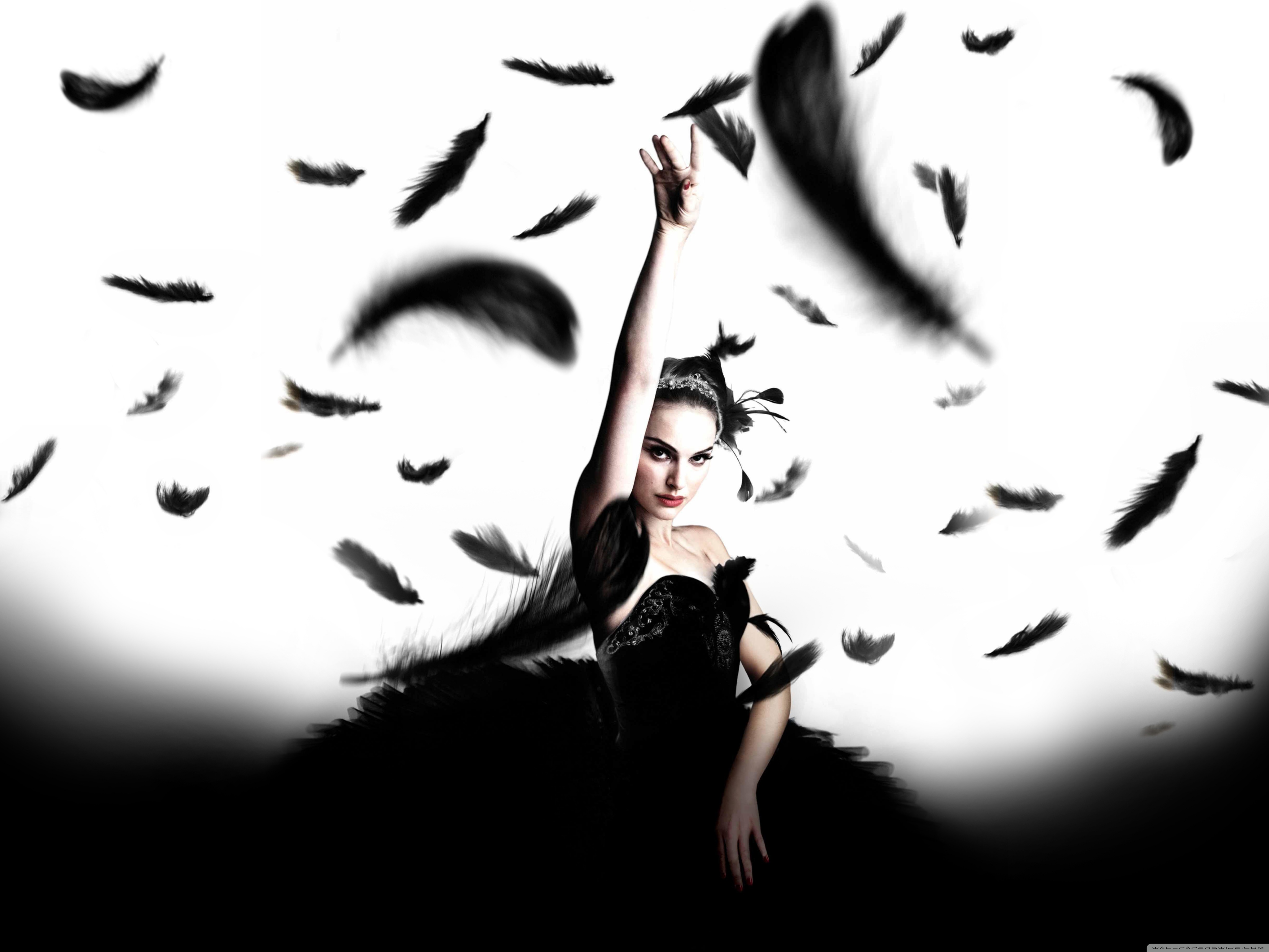 Black Swan - HD Wallpaper 