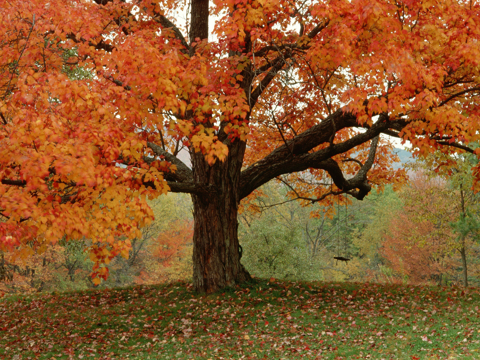 Free Download 3d Fall Foliage Nature Wallpapers Desktop - Fall Autumn Hd Background - HD Wallpaper 