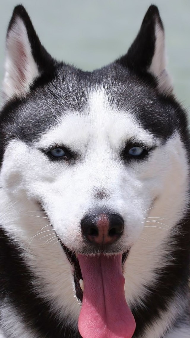 Dogs Best Wallpaper For Iphone - HD Wallpaper 