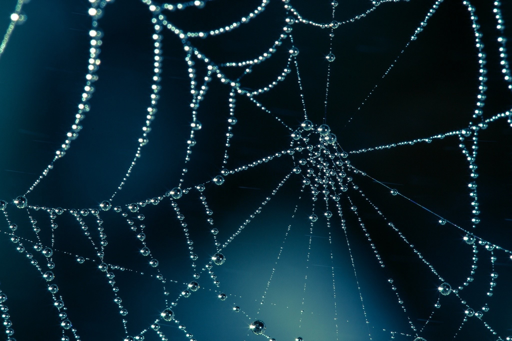 2048x1365, Spider Web 
 Data Id 44489 
 Data Src /walls/full/9/5/f/44489 - Wallpaper - HD Wallpaper 