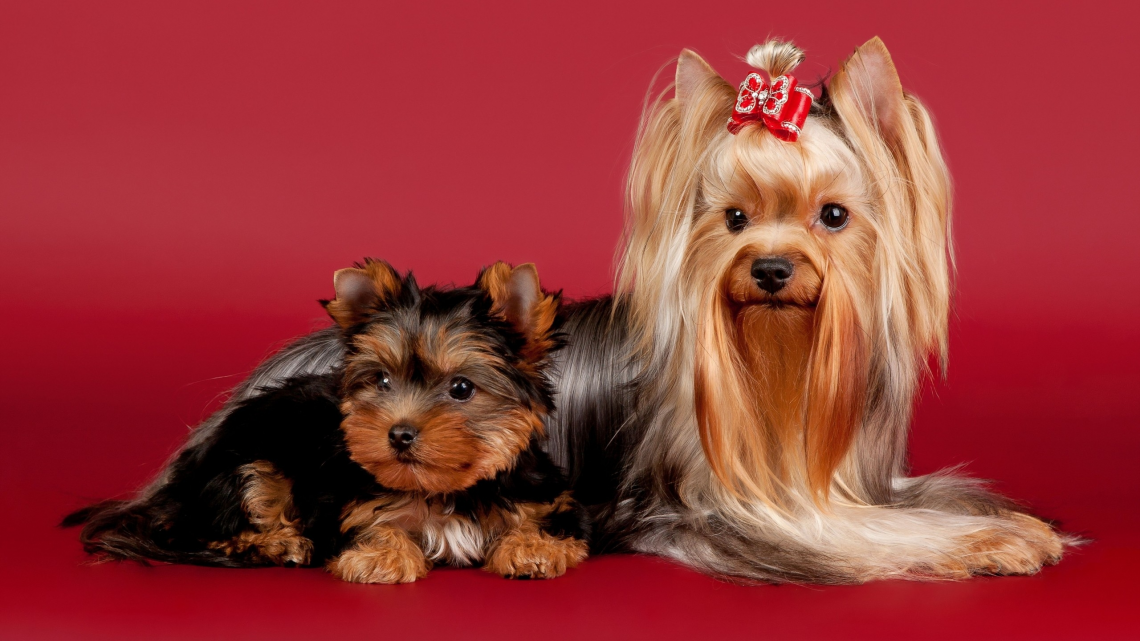 Two Cute Dogs - Yorkshire Terrier Mom And Puppy - HD Wallpaper 