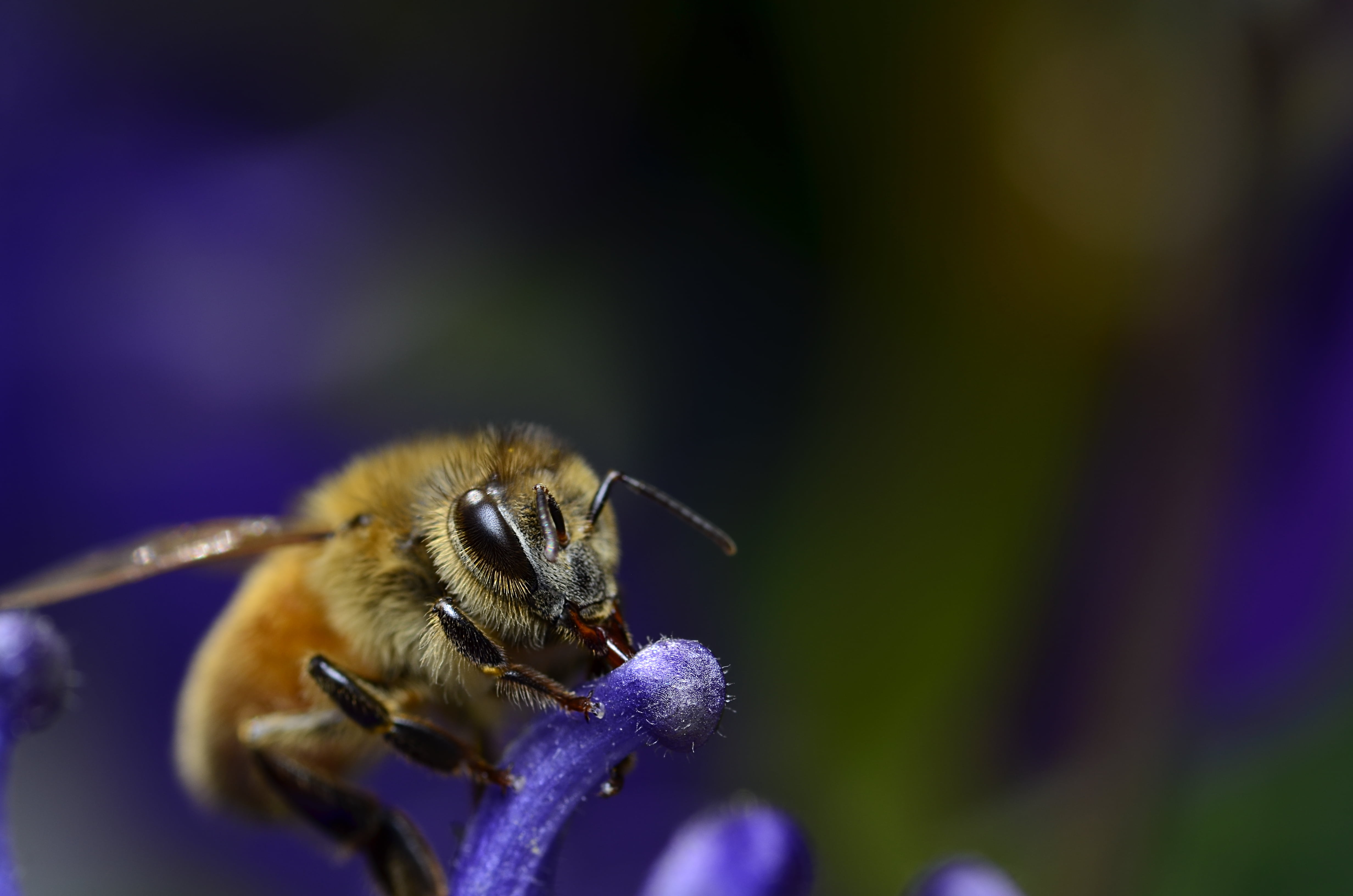 Honeybee - HD Wallpaper 