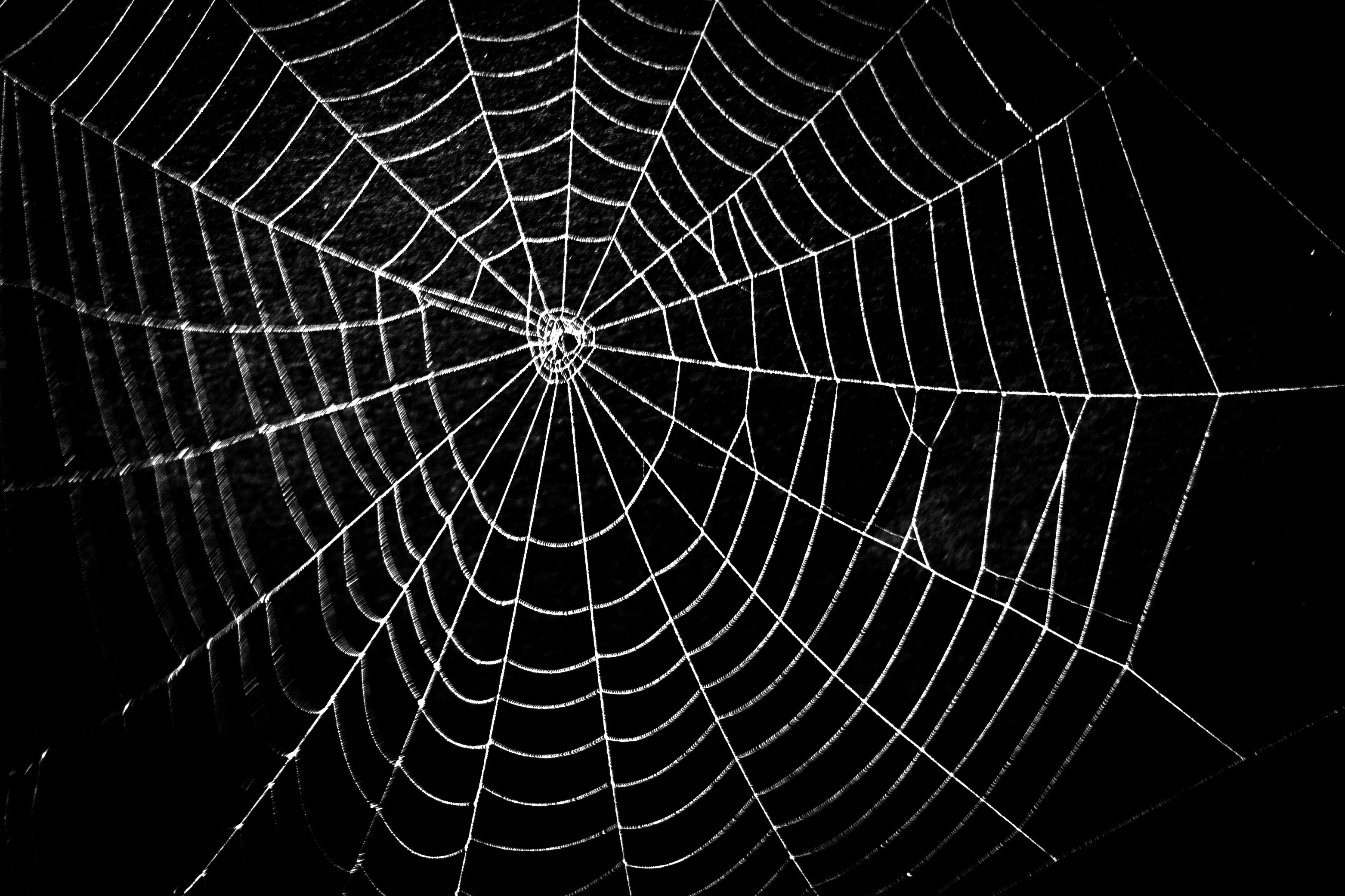 3125x2083, Spider Web Photos 
 Data Id 44557 
 Data - Some Pig Charlottes Web - HD Wallpaper 