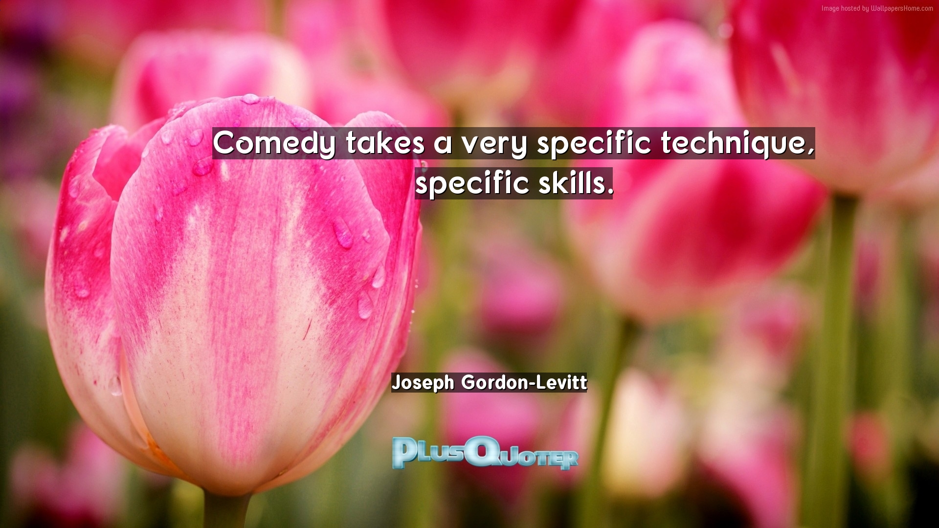 Sprenger's Tulip - HD Wallpaper 