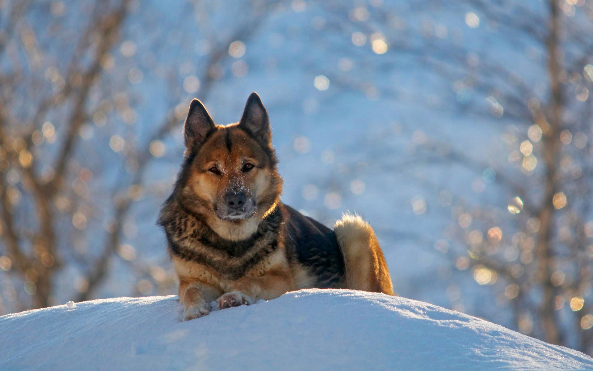 Cute Dogs New Tab Theme Hd Wallpapers - German Shepherd Winter - HD Wallpaper 