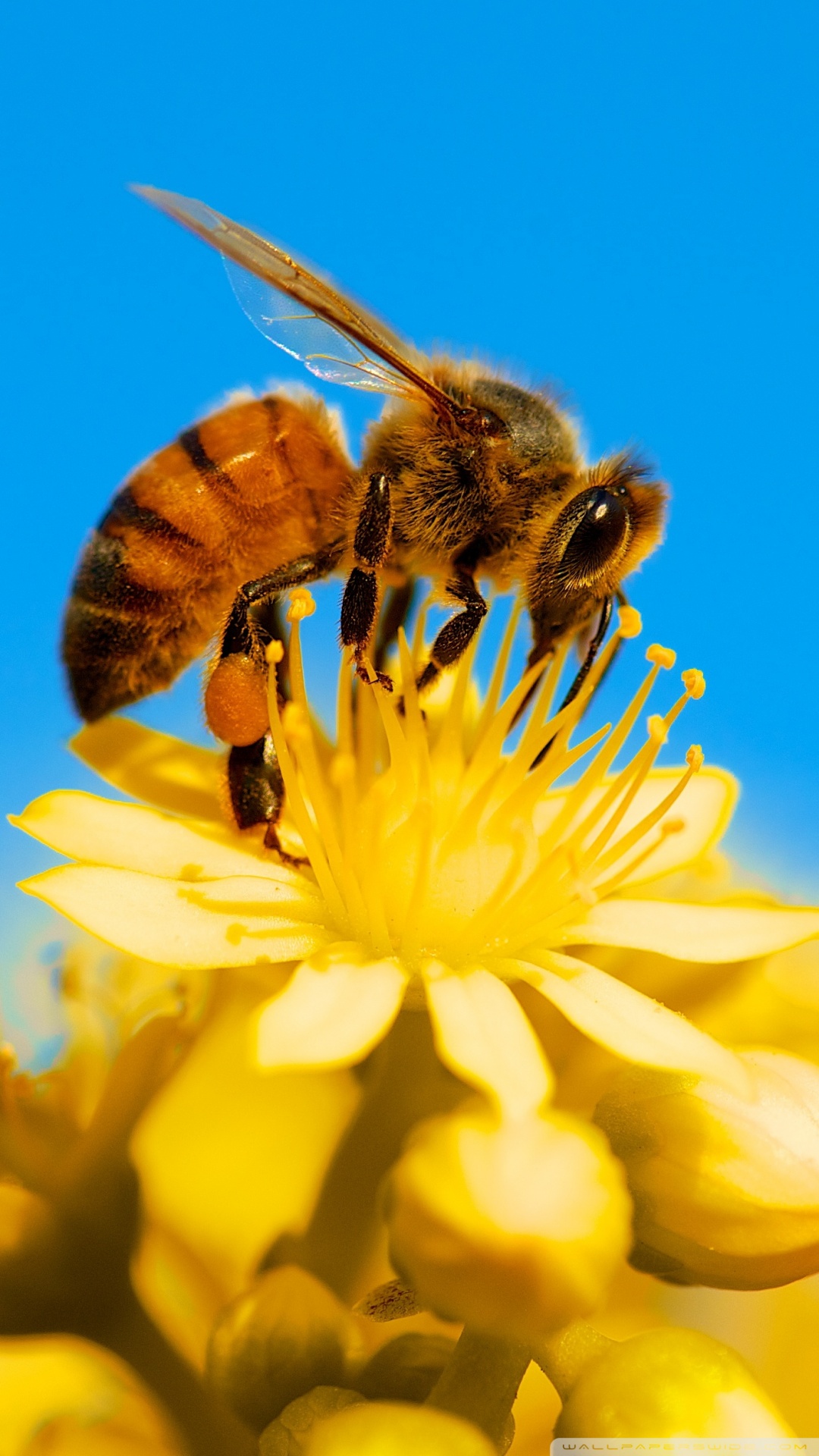 Honey Bee Wallpaper For Phone - HD Wallpaper 