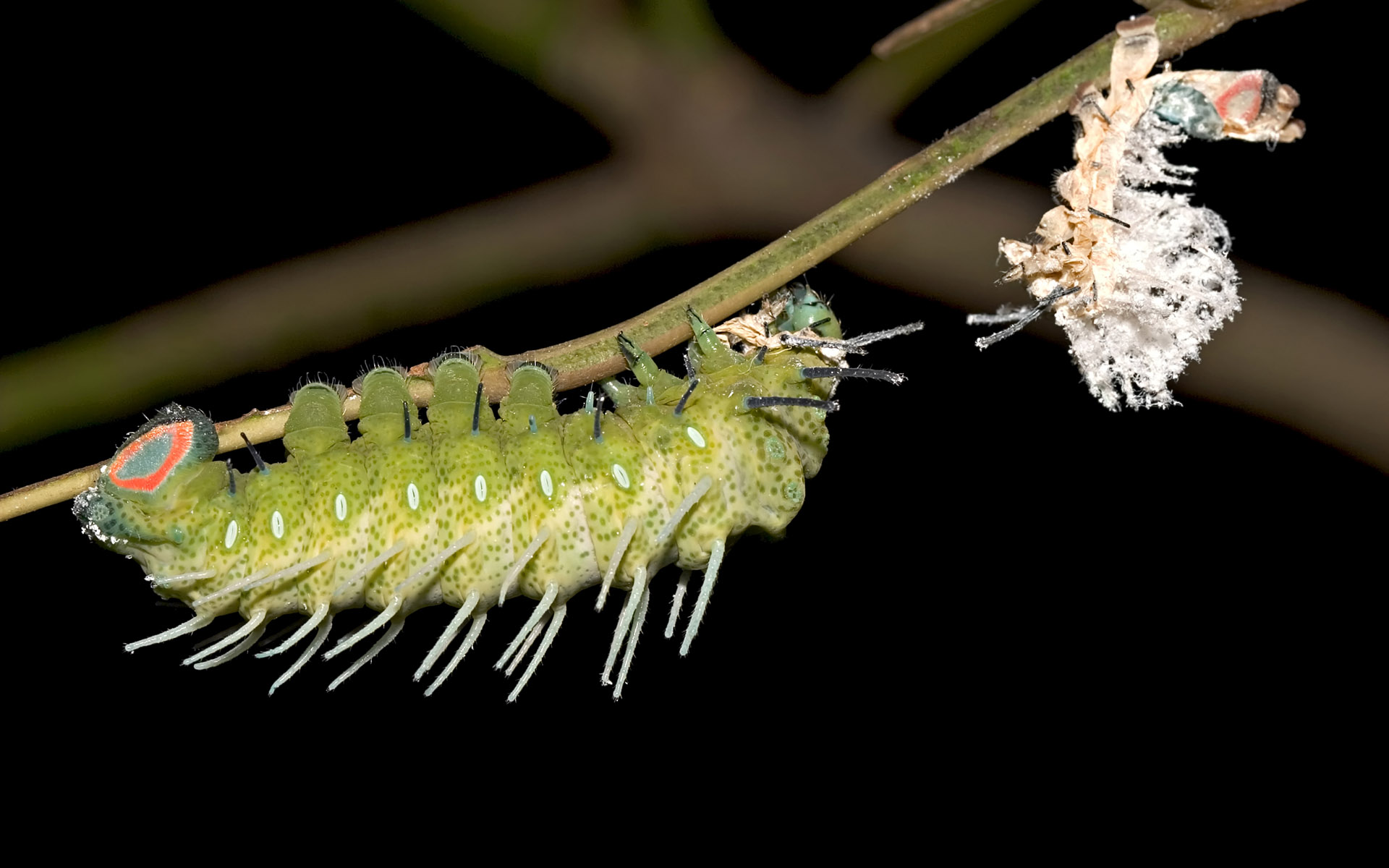 Caterpillar Widescreen Wallpaper - Caterpillar - HD Wallpaper 